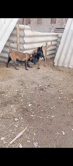 Тозза конли малиния