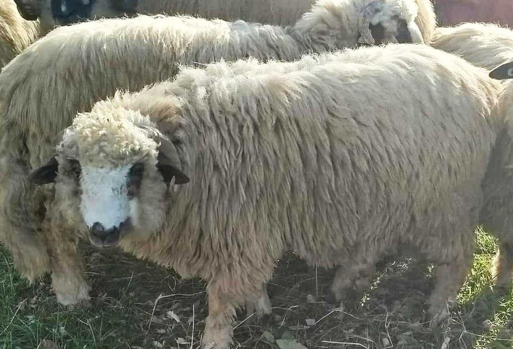 De vânzare doua mieluțe și un berbecuț.