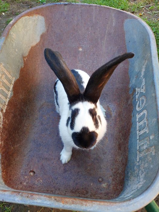 Vând iepuri de rasa urias german si fluture german