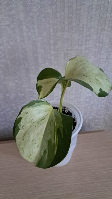 Продам эпипремнум,  сингониумы