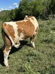 Juninca de abator