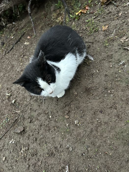 Търся дом за котки и котенца