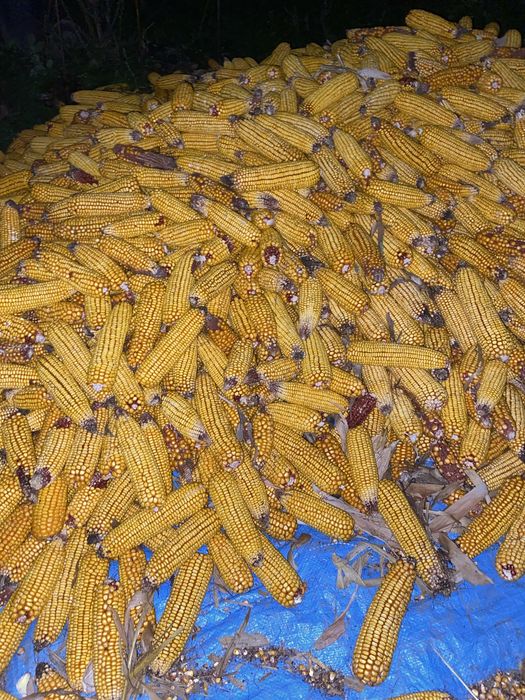 Vand malai frecat boabe 1,50 kila