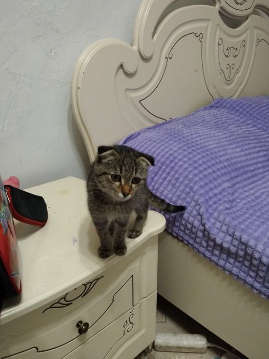 Шотландская вислоухая кошка