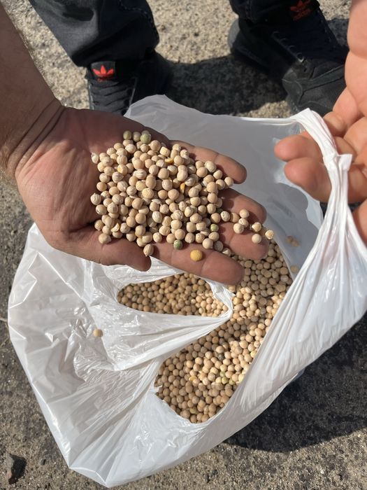 Продам Горох !сорт астронавт !