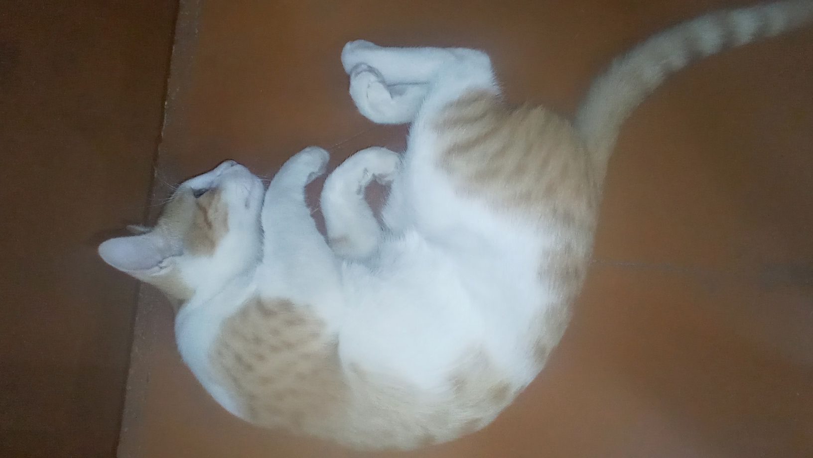 Mushuk erkak 6 oylik