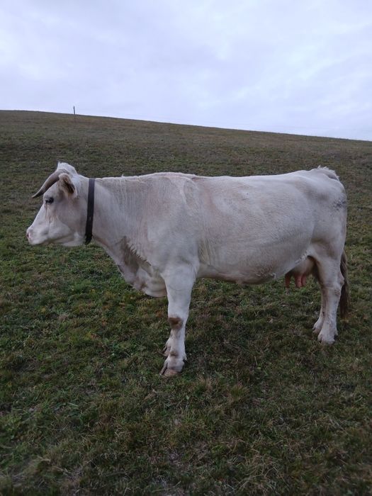 Vacă de 9 ani vânzare bună de lapte gestantă de 4 luni