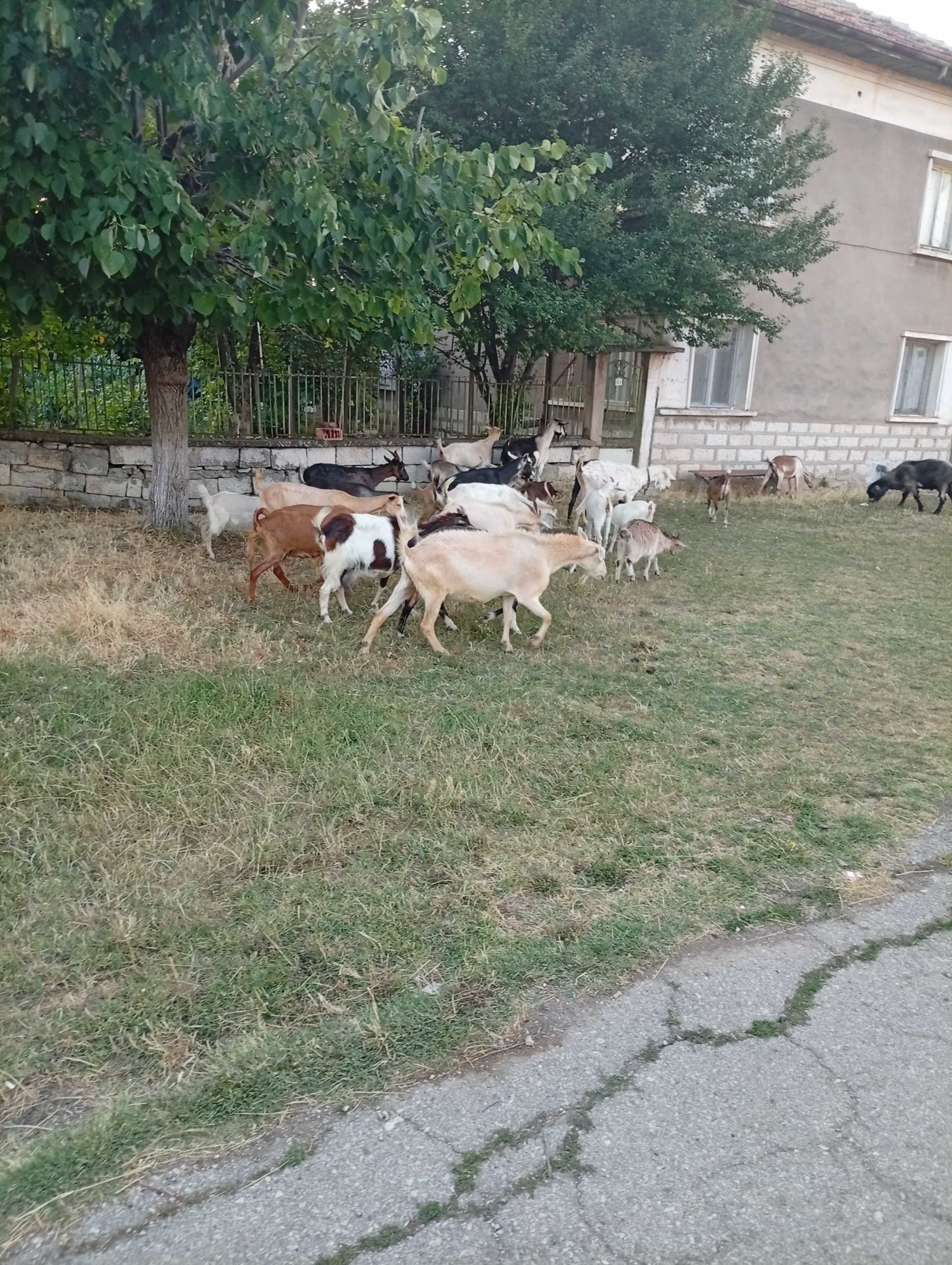 Продаване на кози