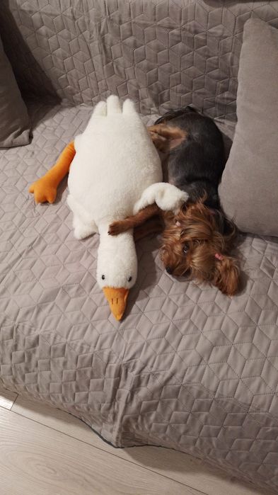 Отдава се мини йорки (3-годишен, възпитан, много спокоен)