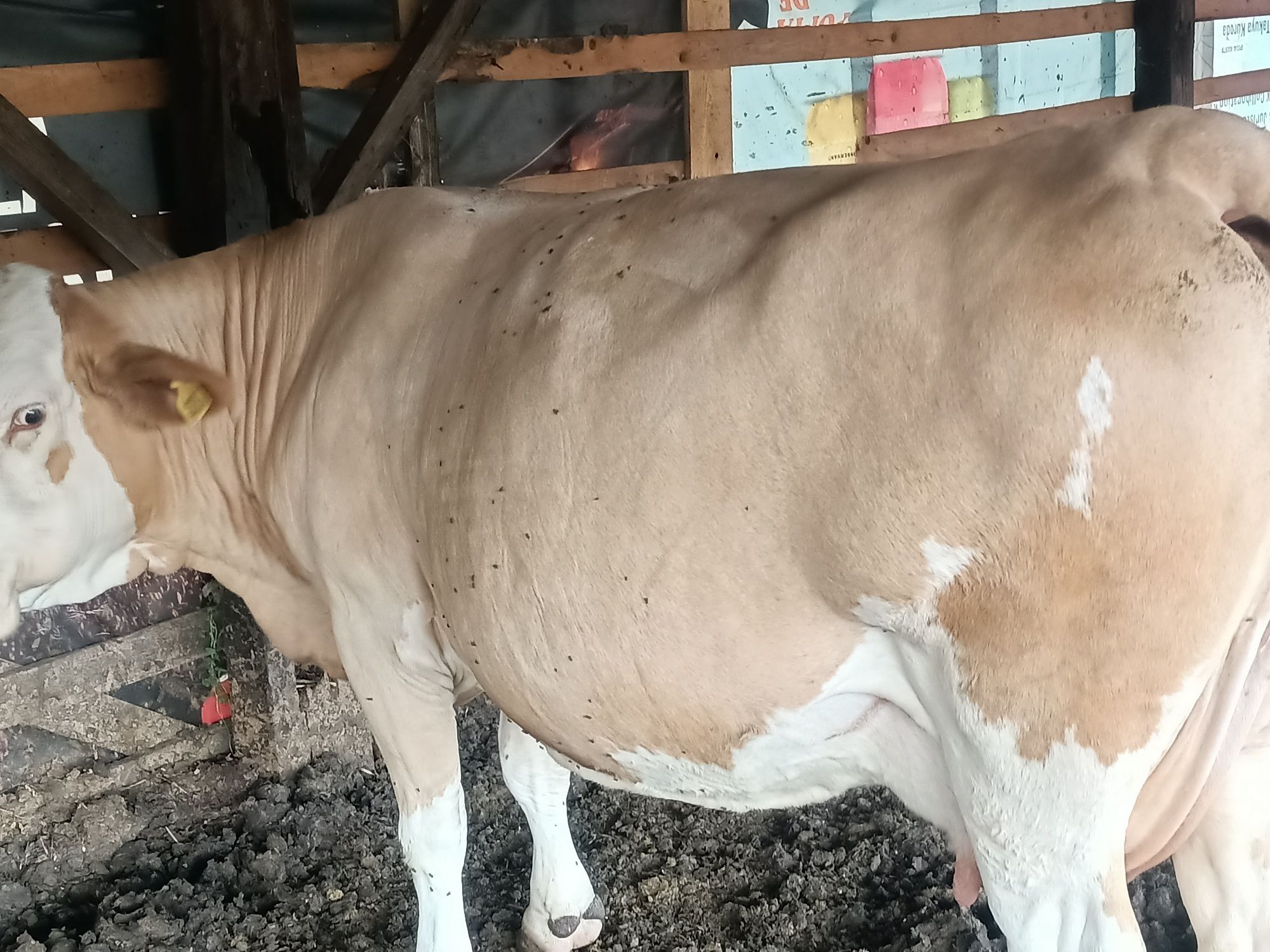 Vând vaca bălțată românească