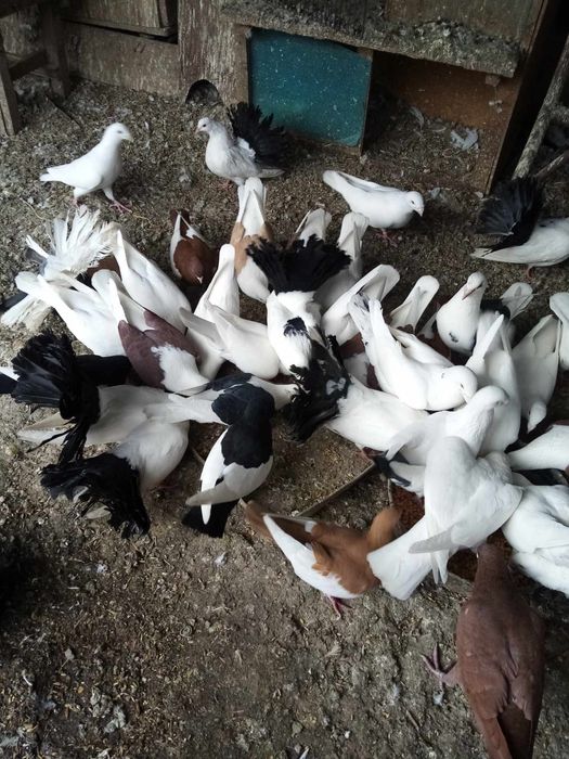 Porumbei de vanzare Botosani