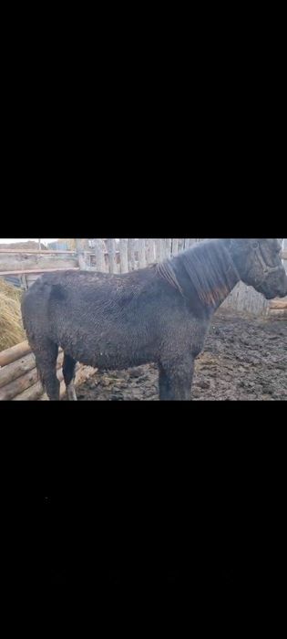 Продам тай на откорме.