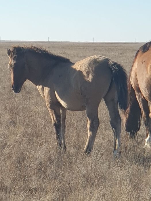 Жабағы соғым семіз сойып үйіңізге жеткізіп береміз доставка.