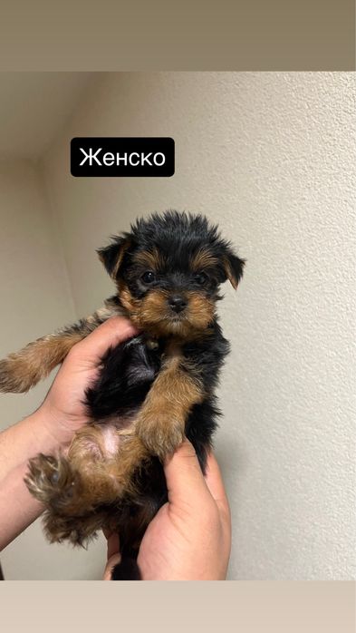Мини Йорки (Йоркширски териер]