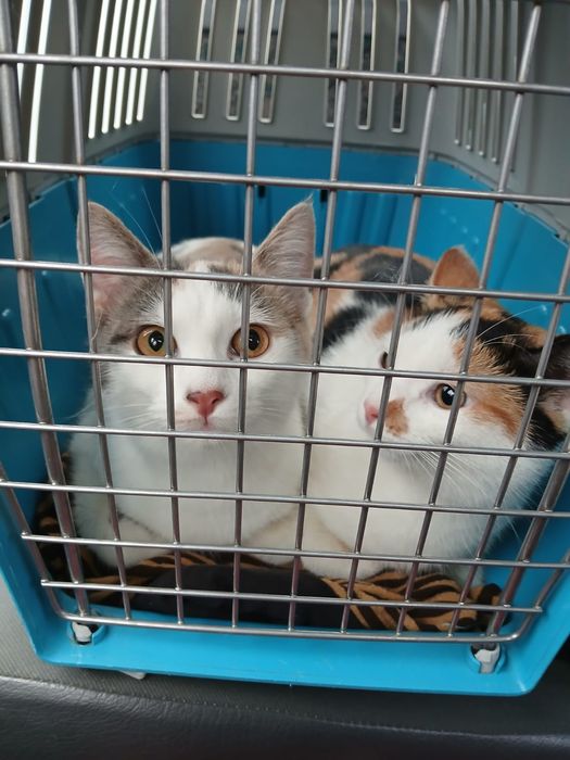 Gratuit Doua pisicuțe in vârstă de 5 luni foarte blânde si frumoase ca