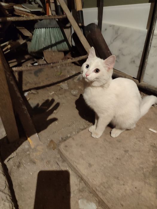 Кошка в добрые руки