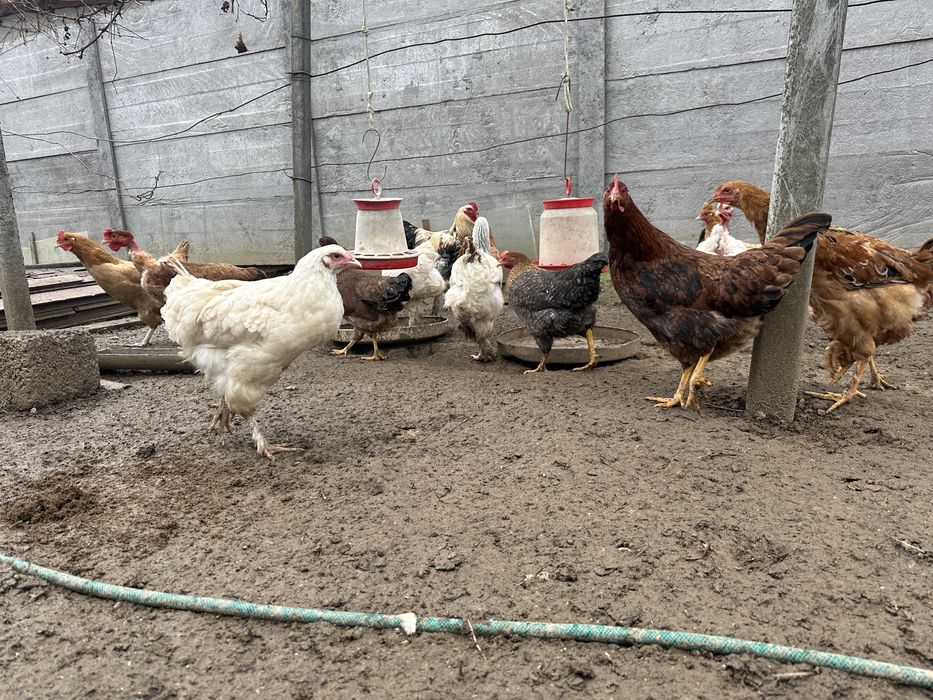 Vand puicute si cocosi de casa