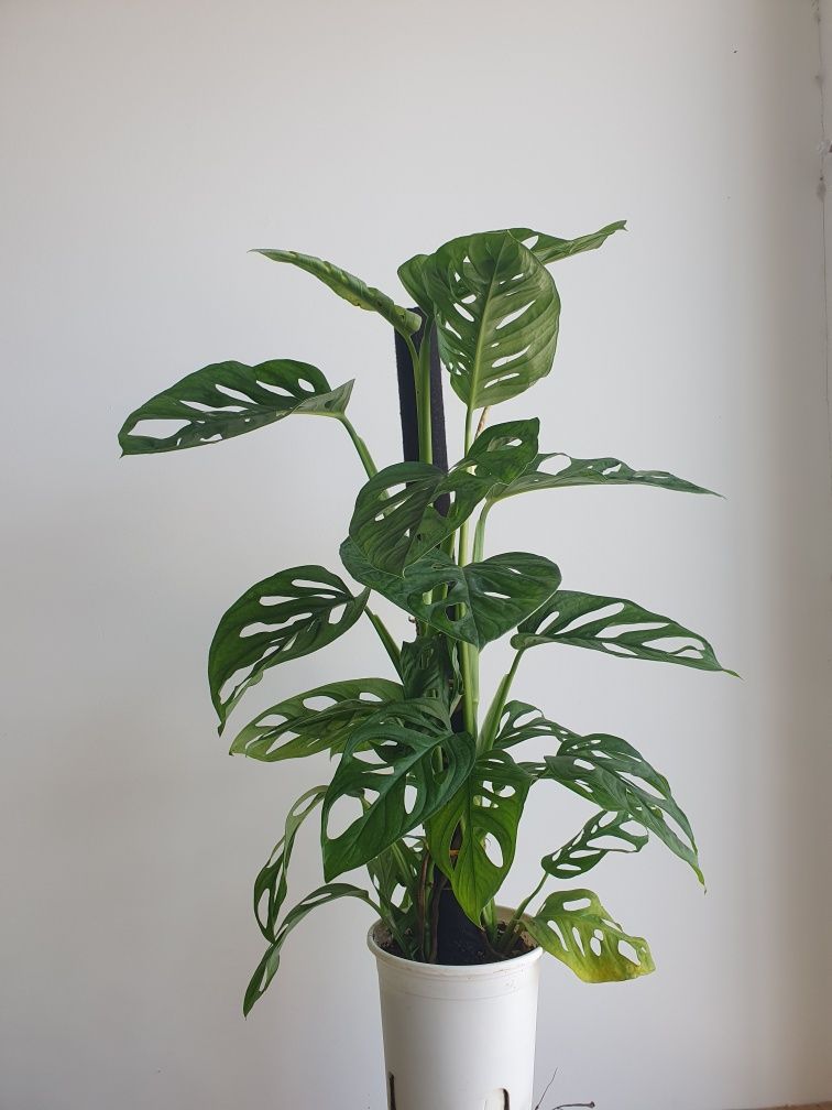 Monstera монстера