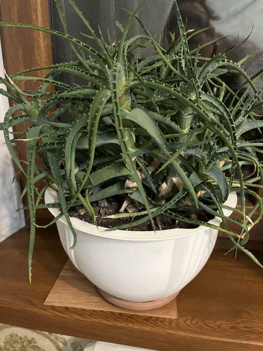 Цветок алоэ в горшке