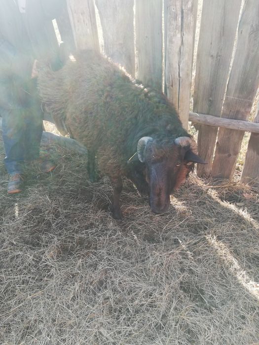 Продам баран или меняю на уголь майкубенский