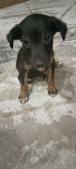 Отдам в добрые руки