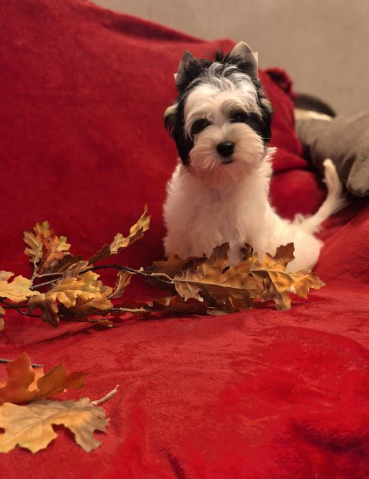 Йорки Бивер момиче