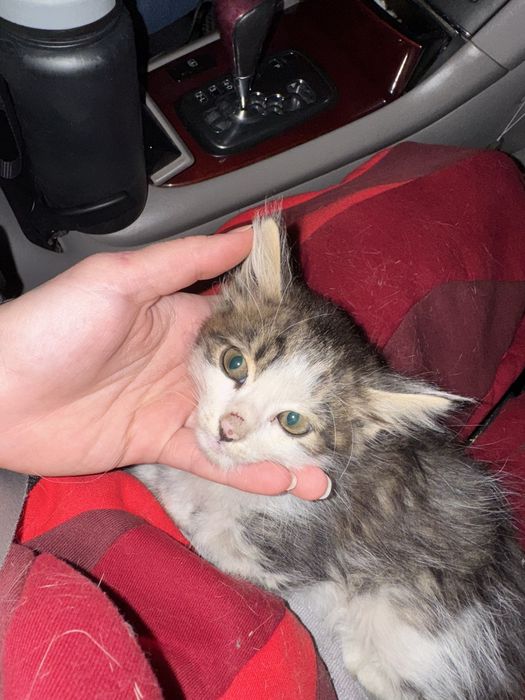 котенок в добрые руки