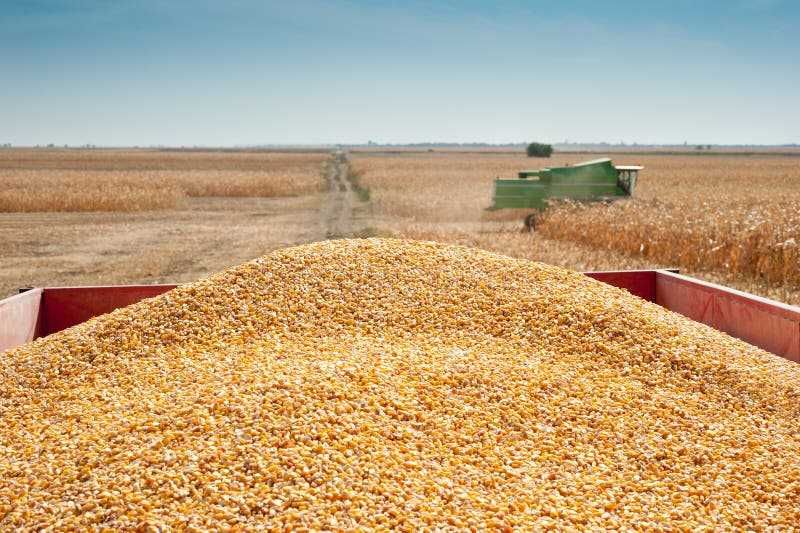 Продавам царевица
