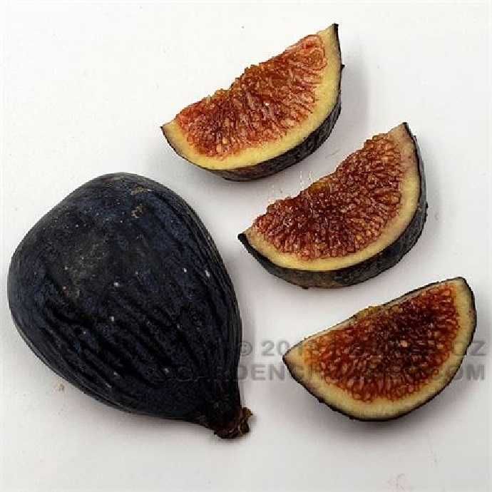 Smochin Napolitana / Ficus carica Napolitana în Ghiveci