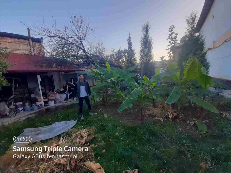 Gazon ekish xizmati archa kesish