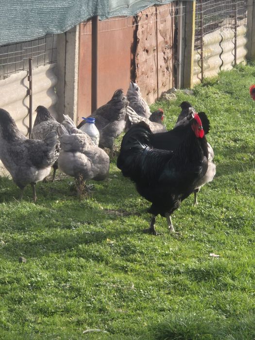 Cocosi Jersey Gigant