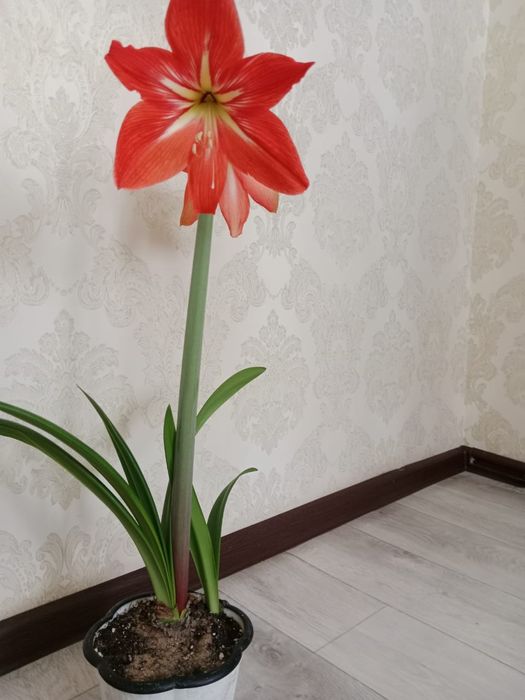 Продам домашние цветы