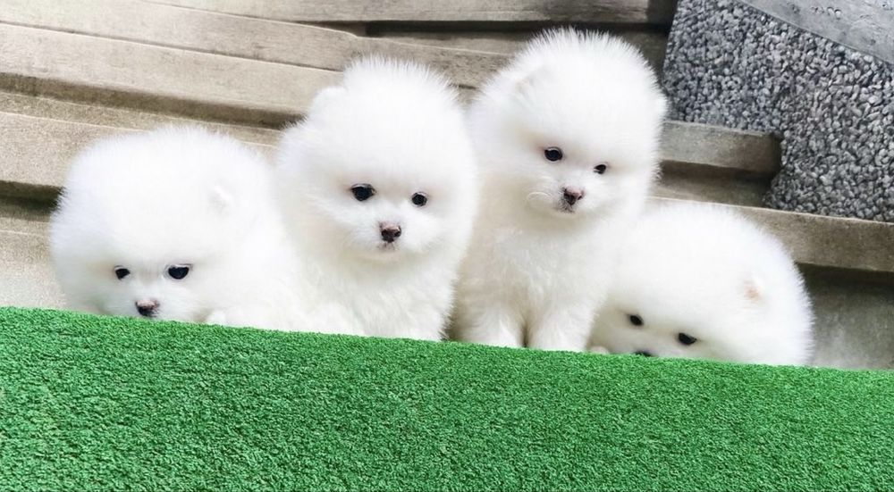 Померан померани мини