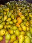 Продам груши  сорт Талгарка
