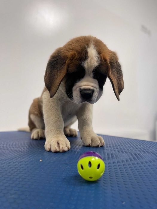 Femela Saint Bernard cu pedigree - par scurt