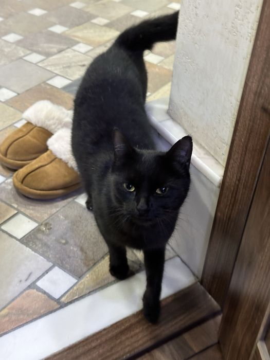 Qora mushuk tekinga beraman yaxshi qaridigan odamlarga beriladi