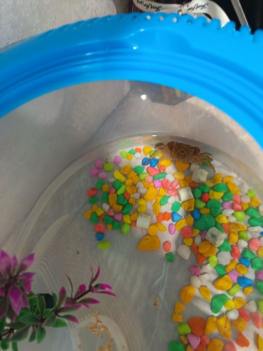 Продам краба срочно