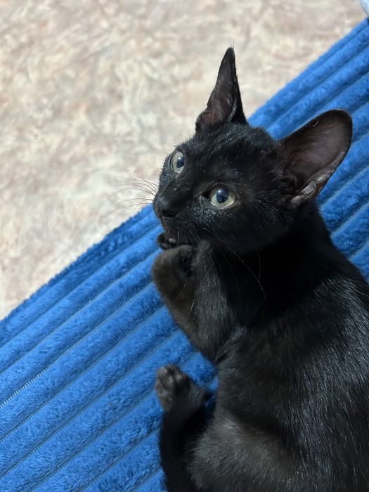 Пристраевается котёнок