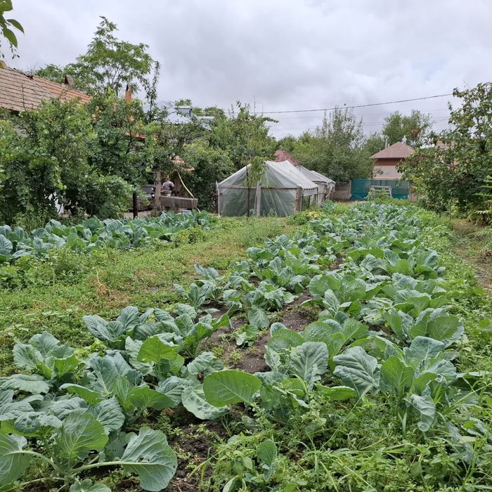 Vand Casa cu curte 851 mp 15 minute de Alexandria