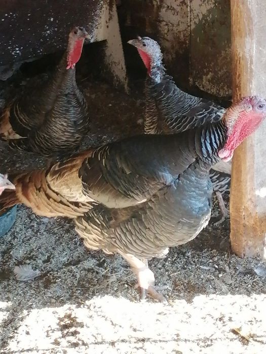 Пуйки млади пуяци,кокошки, петли, яйца,ярки