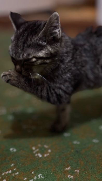 Mushuk tekinga orgatilgan