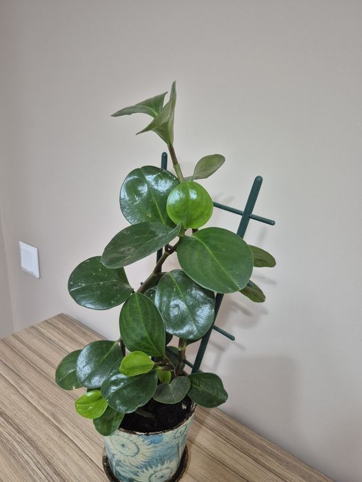 Стайни саксийни цветя