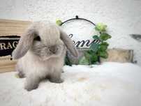 Iepuri pitici de companie berbec pitic/mini lop/holland lop
