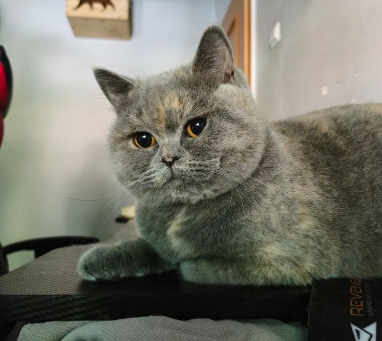 Femela british cu pedigree