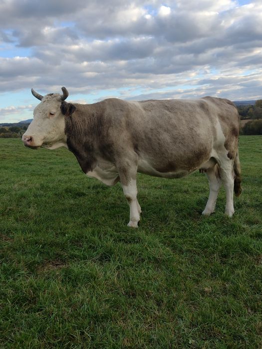 Vând vacă, cuminte crescută de noi!!!