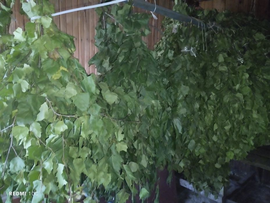 продам веники хорошие