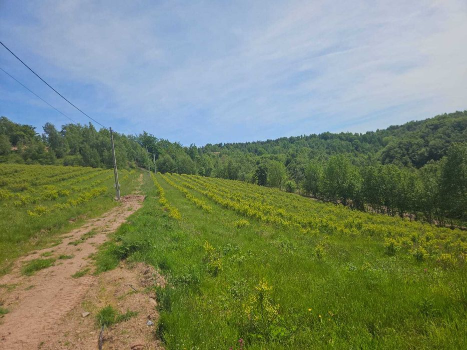 Vând sau schimb cu SUV teren intravilan cu utilități în  Damis BH