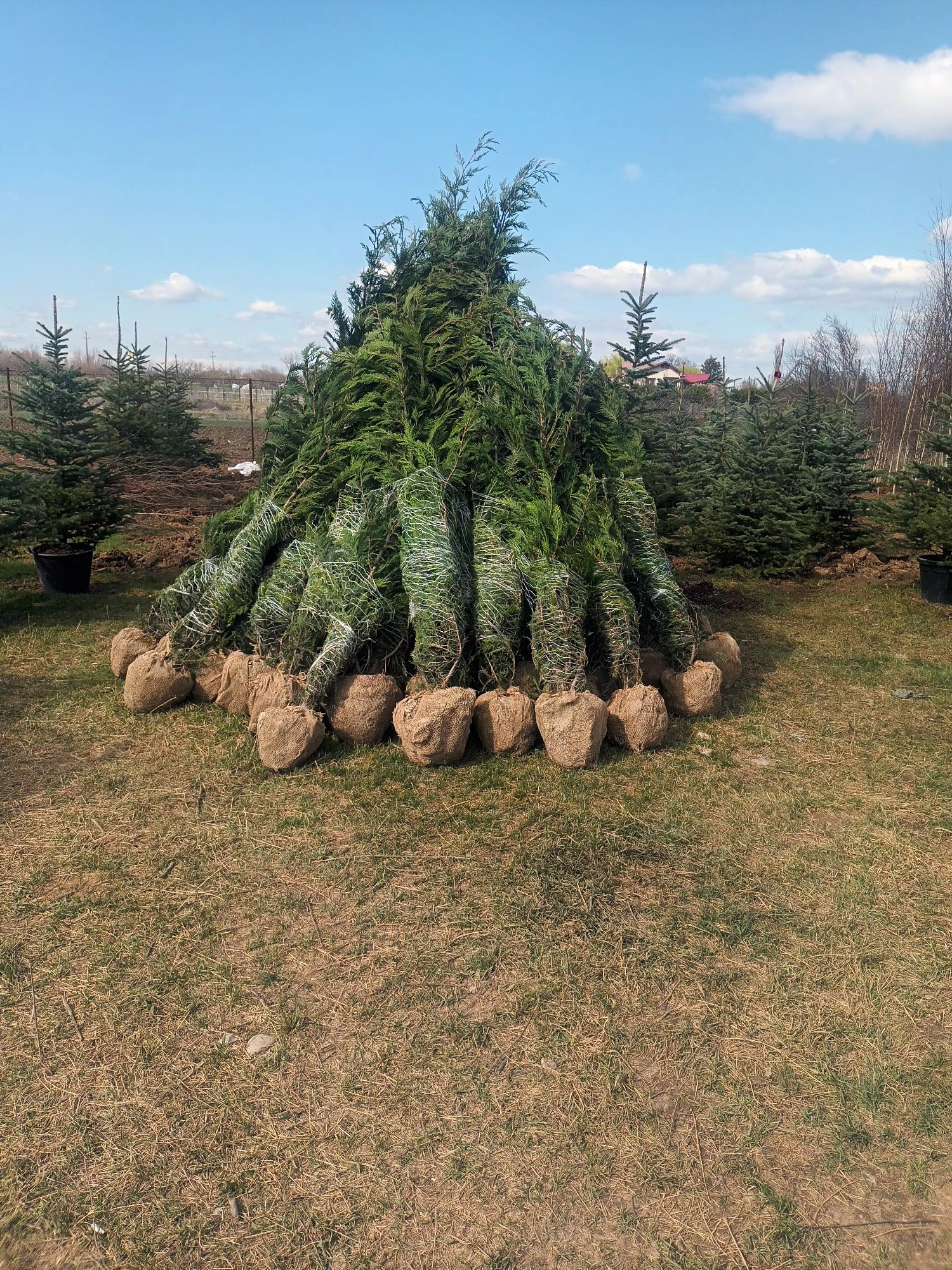 Vând tuia leylandii chiparos la oferta 3 m 100 lei buc