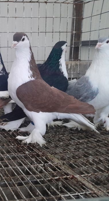 Porumbeii  Texani  si lahore