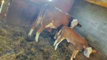 Vaca de vanzare ..